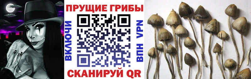 Псилоцибиновые грибы Magic Shrooms  Высоцк 